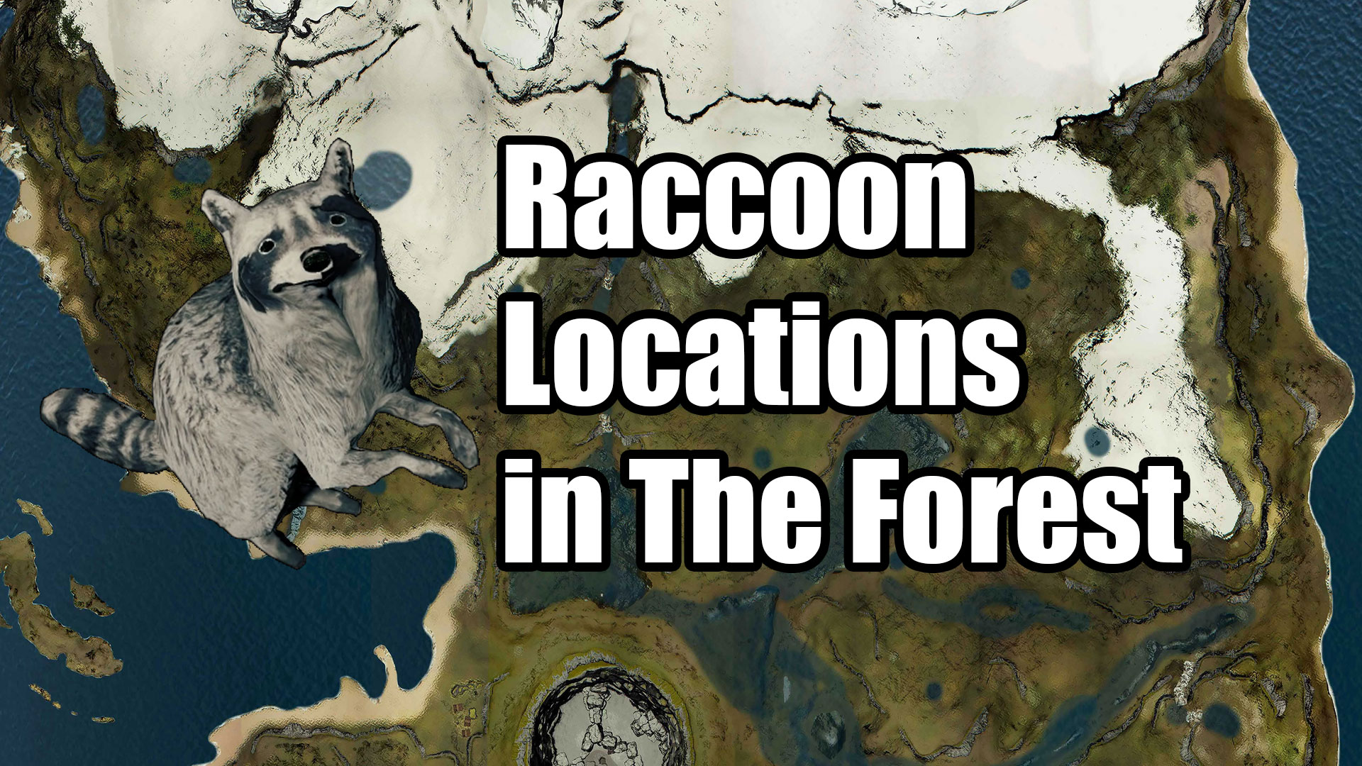 raccoon locations in the forest with raccoon over map