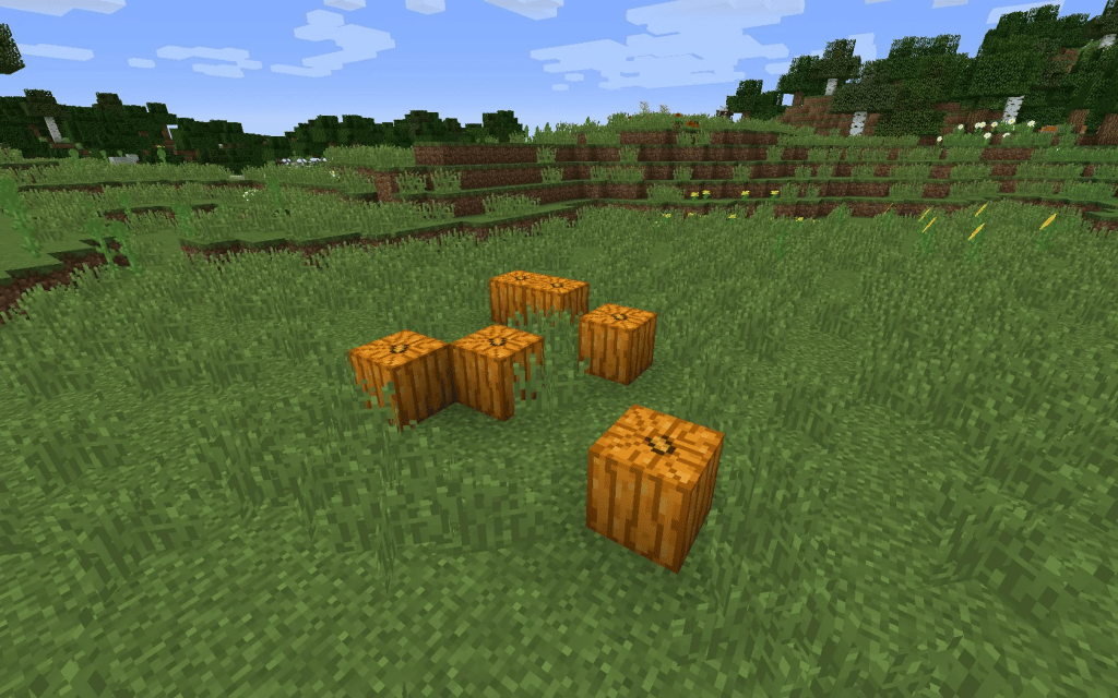 A group of wild pumpkins in Minecraft